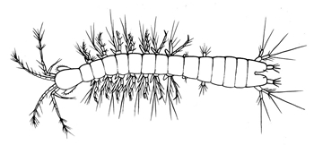 Bathynella natans (drawing from Gledhill et.al. 1993, after Thienemann)