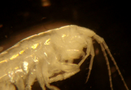 C. subterraneus from the Little Stour River, Kent