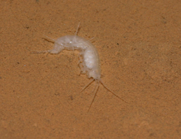 Niphargus aquilex in Rift Cave, Devon