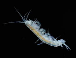 Specimens of N. aquilex from the winterbourne section of the River Till, Wiltshire