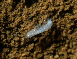 N. glenniei in Reed's Cavern, Buckfastleigh, Devon