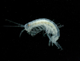 N. glenniei from Fishcombe Quarry Cave, Brixham, Devon.  Photo courtesy of Chris Proctor