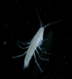 N. glenniei from Fishcombe Quarry Cave, Brixham, Devon.  Photo courtesy of Chris Proctor