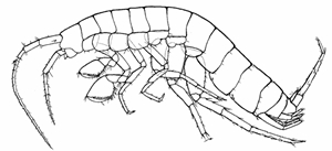N. wexfordensis (drawing from Karman et. al., 1994 'A new subterranean amphipod (Crustacea: Gammaridea: Niphargidae) from southern Ireland, with comments on itas taxonomic position and the validity of the genus Niphargellus Schellenberg.' Zoological Journal of the Linnean Society, 112)