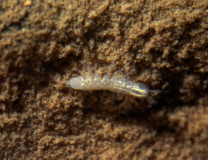 Proasellus cavaticus in Barnes’ Loop, Swildon’s Hole,  Mendip Hills, Somerset     