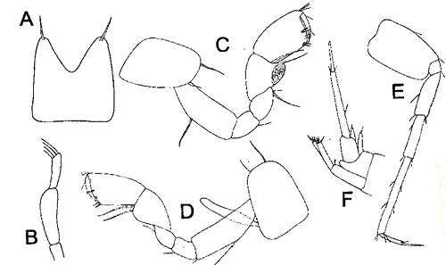 A: telson, B: mandible palp, C: gnathopod 1, D: gnathopod 2, E: pereopod, F: urosome (distal view) from Schminke, 2007, modified after Schellenberg, 1942     